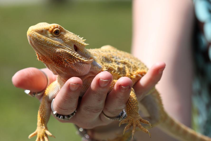 Central Bearded Dragon 